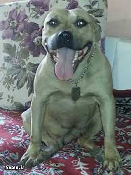 سگ وحشی سگ پیت پول بهترین نژاد سگ pit bull dog