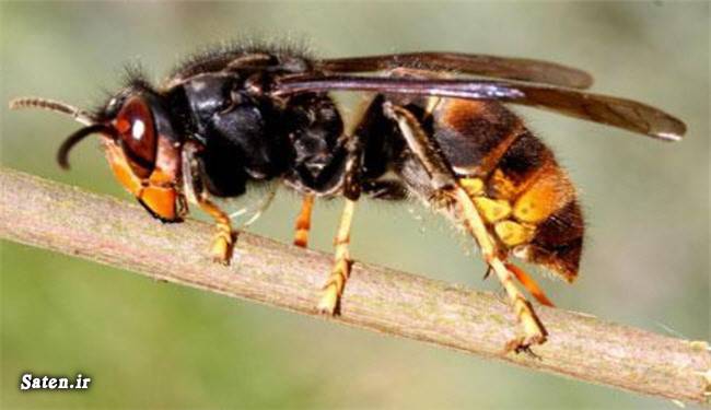 نیش زهرآلود زنبور زنبور وسپای آسیایی خطرناکترین زنبور جهان