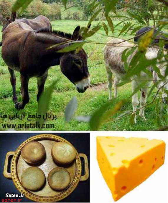 گرانترین پنیر دنیا قیمت شیر الاغ قیمت پنیر الاغ قیمت پنیر فروش شیر الاغ فروش پنیر الاغ شیر الاغ خرید شیر الاغ خرید پنیر الاغ پنیر الاغ