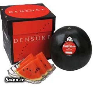 قیمت هندوانه شغلهای جدید و پردرآمد ‎ Densuke melon