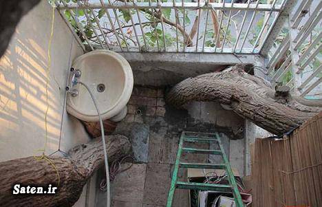 زیباترین خانه خانه زیبا خانه درختی حوادث تهران اخبار تهران