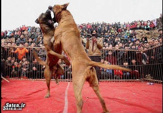 عکس سگ عکس دعوای سگها عکس دعوای سگ ها عکس چین جنگ دعوای سگها