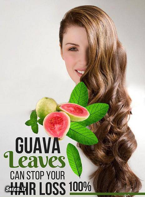 ویتامین ب کمپلکس قیمت میوه گواوا طب سنتی ریزش مو طب سنتی ریزش مو در زنان درمان ریزش مو درمان خانگی ریزش مو درمان خانگی دارو ریزش مو خواص گواوا پیشگیری از دیابت Guava