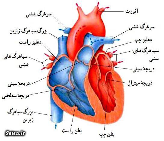 مجله پزشکی قلب انسان چگونه کار میکند علائم بیماری قلبی عکس قلب اسرار بدن انسان آناتومی