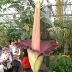 رشد گل غول پیکر و کمیاب در شیکاگو آمریکا +عکس Amorphophallus titanum, اخبار شیکاگو, عکس کمیاب, غول پیکرها, گل بدبو یا گل جسد, گل عجیب, گل کمیاب