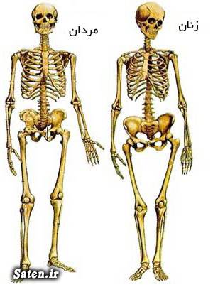 نام استخوان های بدن مجله پزشکی اسکلت بدن زن اسکلت بدن انسان آناتومی اسکلت آناتومی