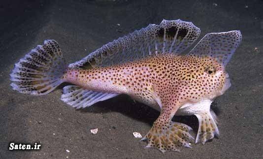 ماهی عجیب عجیب ترین ها عجایب علمی عجایب خلقت عجایب جهان دانستنی های جالب حیوانات عجیب دنیا حقایق عجیب و غریب باورنکردنی حقایق پنهان جانوری که بدون سر زنده میماند جانوران دریایی عجیب آیا میدانستید های باور نکردنی