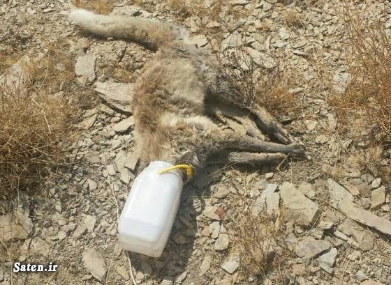محیط زیست ایران عکس روباه ایرانی عکس حیوانات ریختن زباله در طبیعت حیات وحش ایران حیات وحش اثرات زباله بر محیط زیست