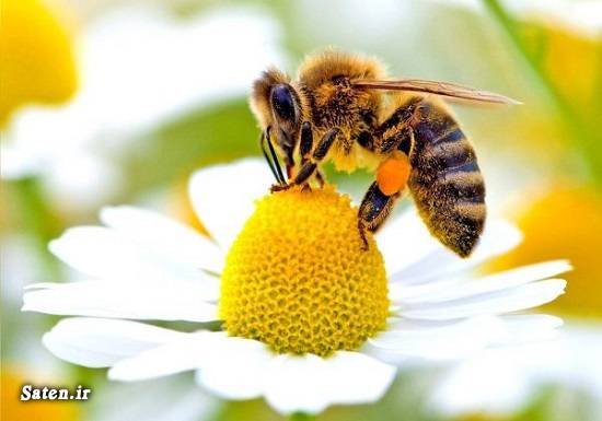 نیش زنبور مجله سلامت متخصص طب سنتی گیاهان دارویی و خواص آنها طب سنتی زنبور عسل درمان نیش زنبور در خانه درمان نیش زنبور درمان خانگی خواص نعناع خواص گیاهان خواص گل همیشه بهار