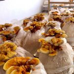 پرورش قارچ گانودرما در منزل +قیمت و درآمد در ایران بهترین محصول کشاورزی برای کاشت, پر سودترین کار, پر سودترین مشاغل, پردرآمدترین محصول کشاورزی, پرسودترین محصول کشاورزی, پرورش قارچ گانودرما, چی تولید کنم بفروشم, درآمد قارچ گانودرما, شغل پر سود, قارچ, قیمت قارچ گانودرما, کسب و کار پر سود, مشاغل پر سود