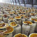 پرورش قارچ گانودرما در منزل +قیمت و درآمد در ایران بهترین محصول کشاورزی برای کاشت, پر سودترین کار, پر سودترین مشاغل, پردرآمدترین محصول کشاورزی, پرسودترین محصول کشاورزی, پرورش قارچ گانودرما, چی تولید کنم بفروشم, درآمد قارچ گانودرما, شغل پر سود, قارچ, قیمت قارچ گانودرما, کسب و کار پر سود, مشاغل پر سود