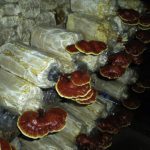 پرورش قارچ گانودرما در منزل +قیمت و درآمد در ایران بهترین محصول کشاورزی برای کاشت, پر سودترین کار, پر سودترین مشاغل, پردرآمدترین محصول کشاورزی, پرسودترین محصول کشاورزی, پرورش قارچ گانودرما, چی تولید کنم بفروشم, درآمد قارچ گانودرما, شغل پر سود, قارچ, قیمت قارچ گانودرما, کسب و کار پر سود, مشاغل پر سود
