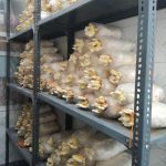 پرورش قارچ گانودرما در منزل +قیمت و درآمد در ایران بهترین محصول کشاورزی برای کاشت, پر سودترین کار, پر سودترین مشاغل, پردرآمدترین محصول کشاورزی, پرسودترین محصول کشاورزی, پرورش قارچ گانودرما, چی تولید کنم بفروشم, درآمد قارچ گانودرما, شغل پر سود, قارچ, قیمت قارچ گانودرما, کسب و کار پر سود, مشاغل پر سود