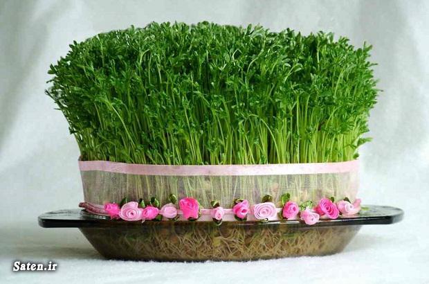 طرز تهیه سبزه عید با عدس آموزش سبزه عید, زمان کاشت سبزه عید, سبزه عید با عدس, سبزه عید با عدس چند روز طول میکشد
