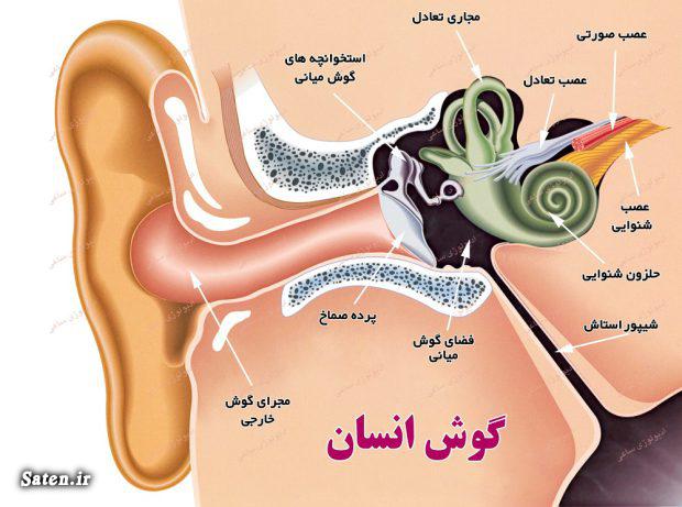 لوله بین سوراخ گوش چه نام دارد علوم پنجم