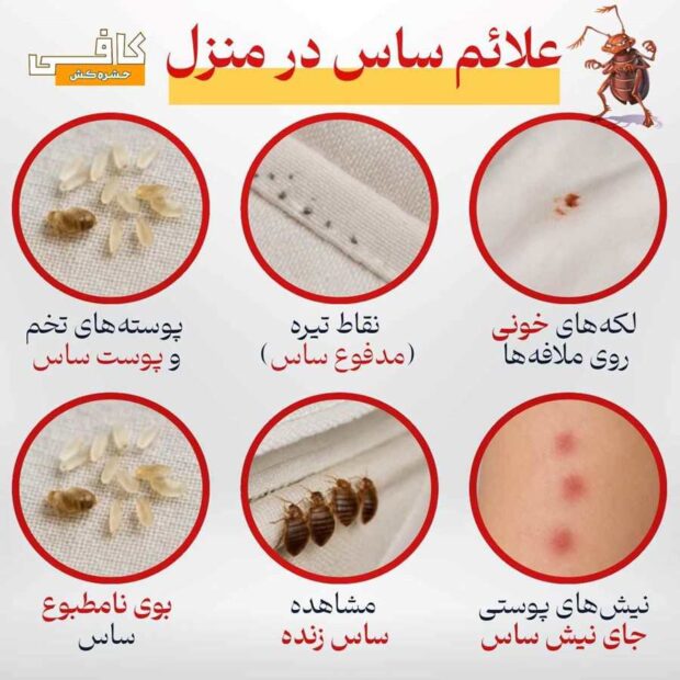 ساس از کجا میاد؟ قوی ترین سم برای ساس چیست؟ علائم ساس در منزل