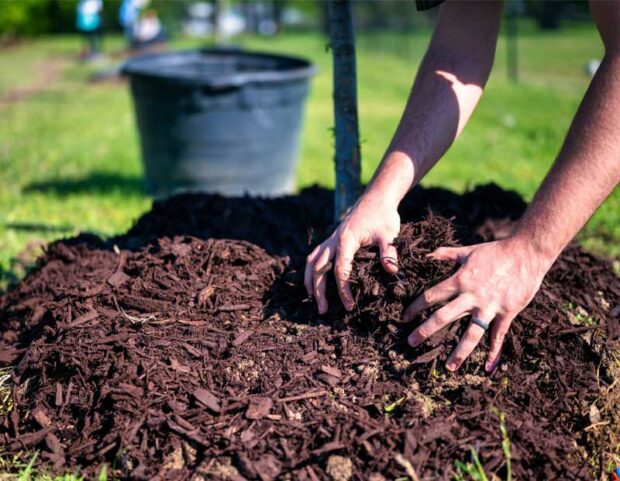 ۵ فایده شگفتانگیز مالچ چوب برای رشد درختان و گیاهان خرید مالچ چوب